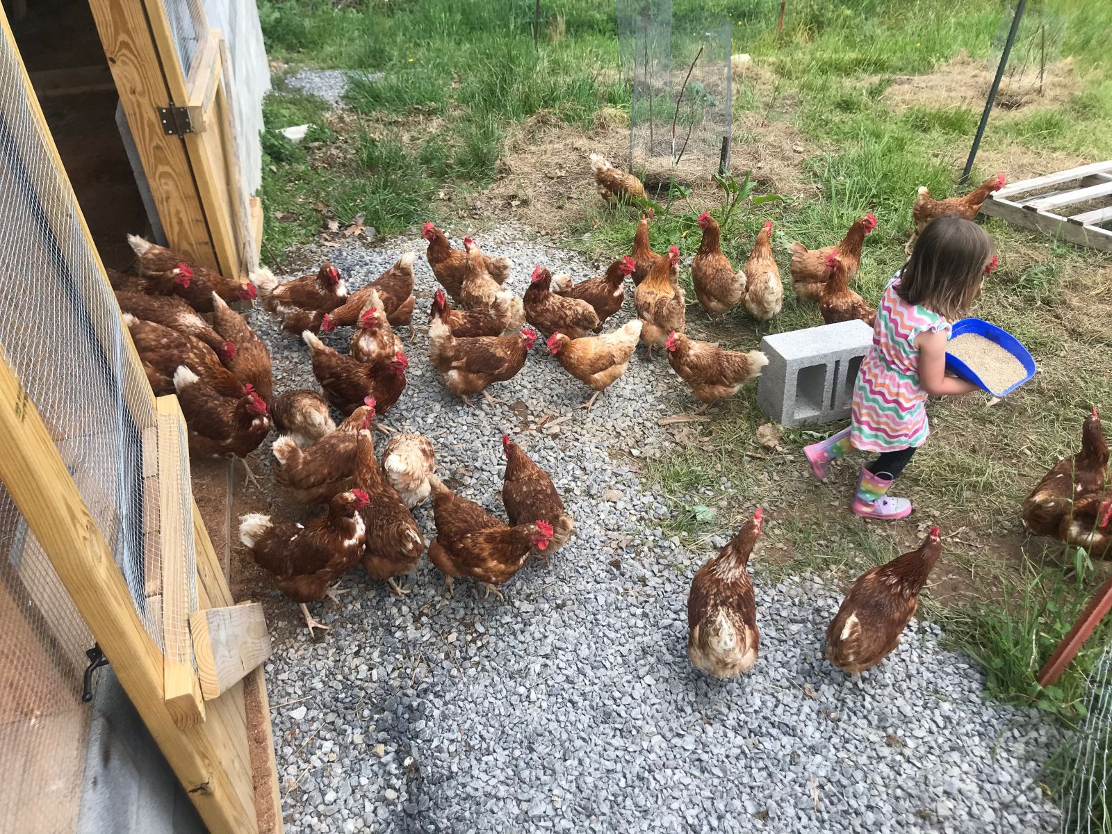 Clare leads the chickens in a breakfast song